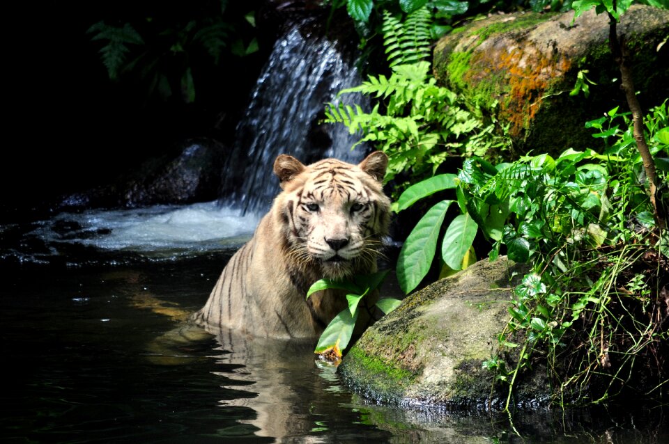 Predator feline zoo