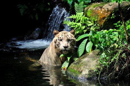 Predator feline zoo