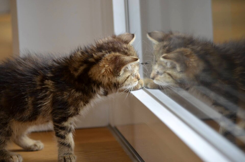 Animals nature baby cat