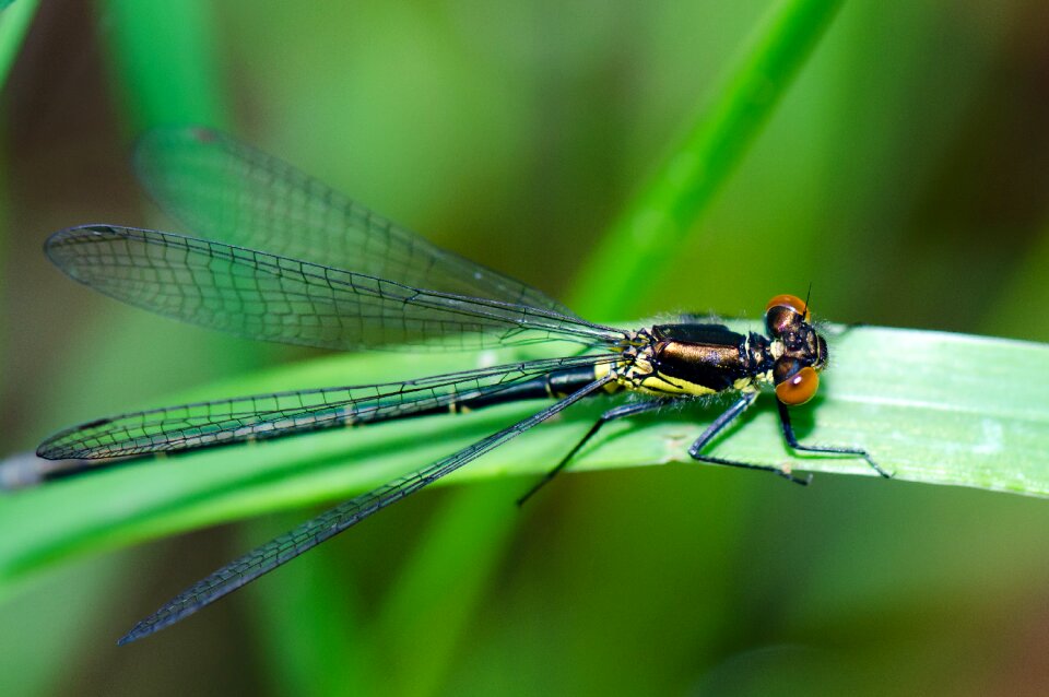 Insect nature wing