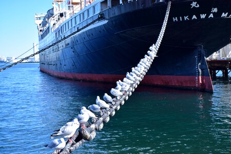 Japan seagull steamship