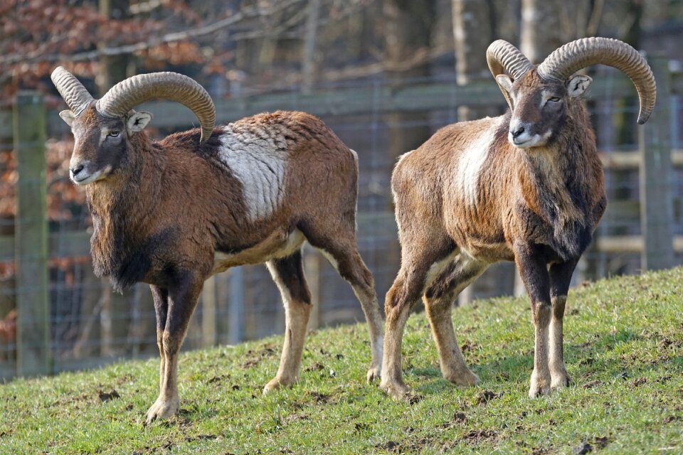 Horns paarhufer creature