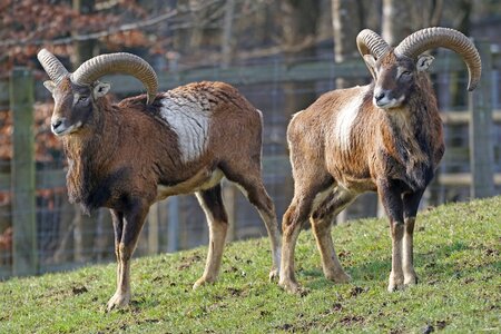 Horns paarhufer creature