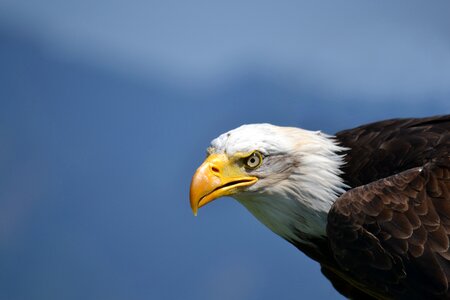 Bird coat of arms of bird raptor
