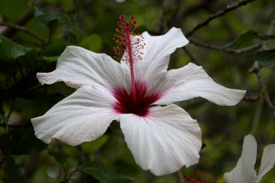 Blossom bloom mallow