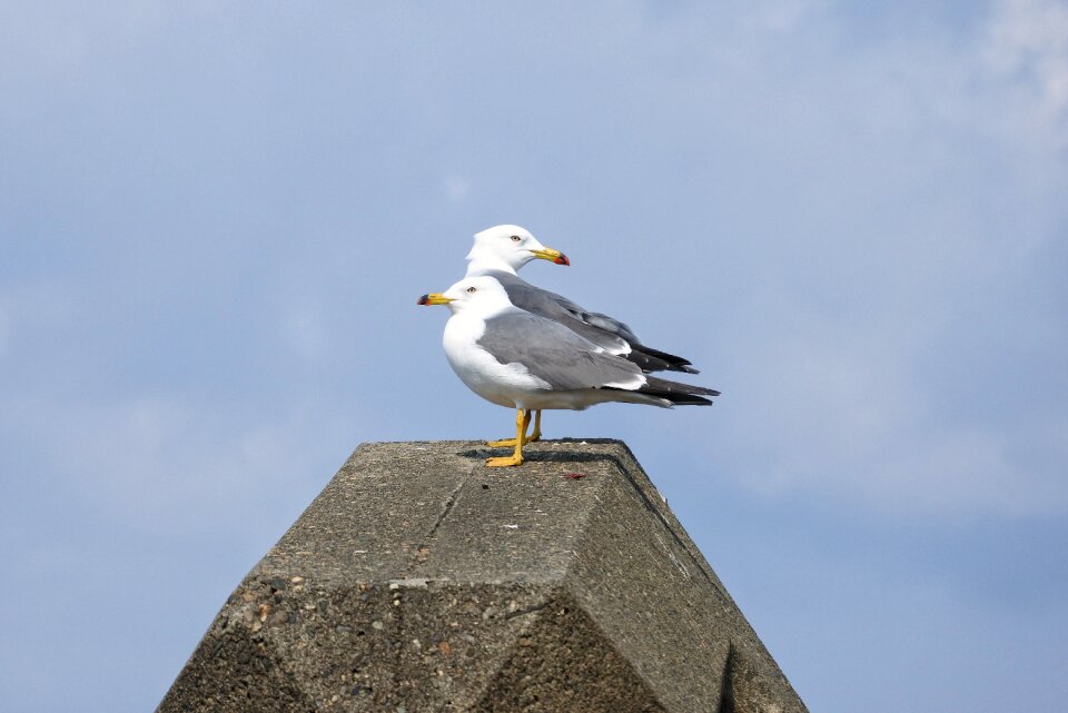 Beach sea gull seagull