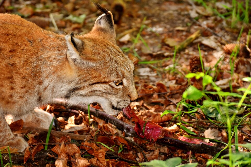 Eat big cat predator