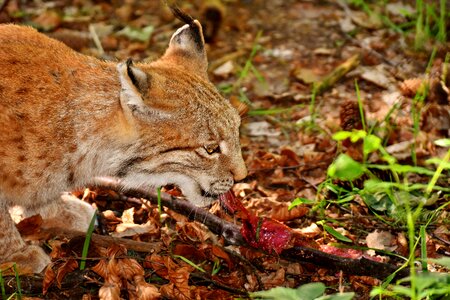 Eat big cat predator