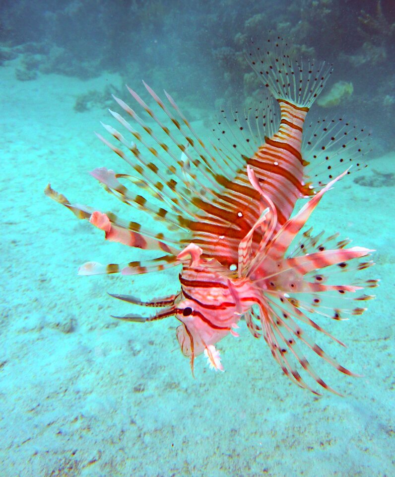 Red fire fish radiant water