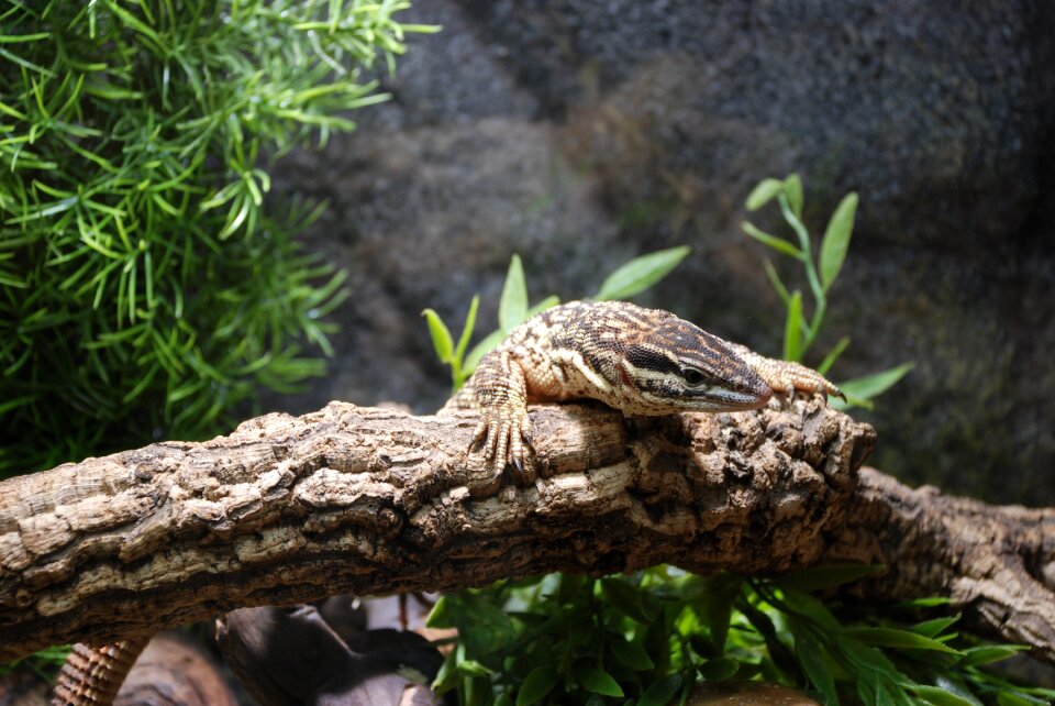 Monitor nature creature