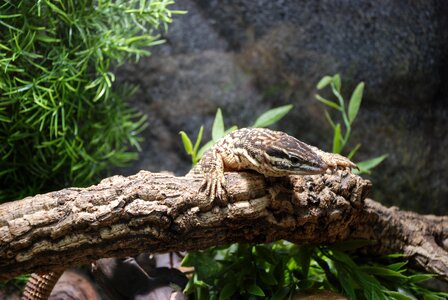 Monitor nature creature