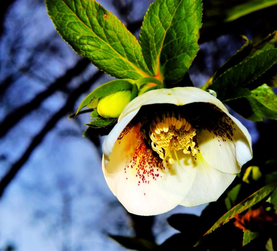 Garden february white