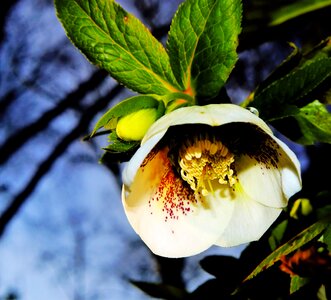 Garden february white