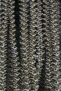 Vegetable palm close up