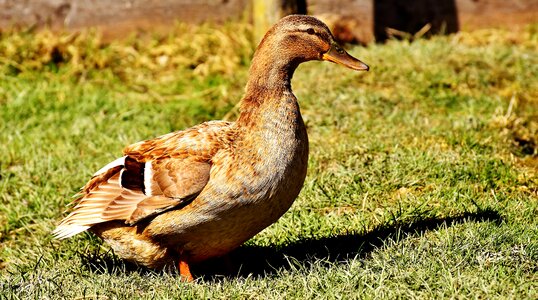 Duck bird poultry animal world photo