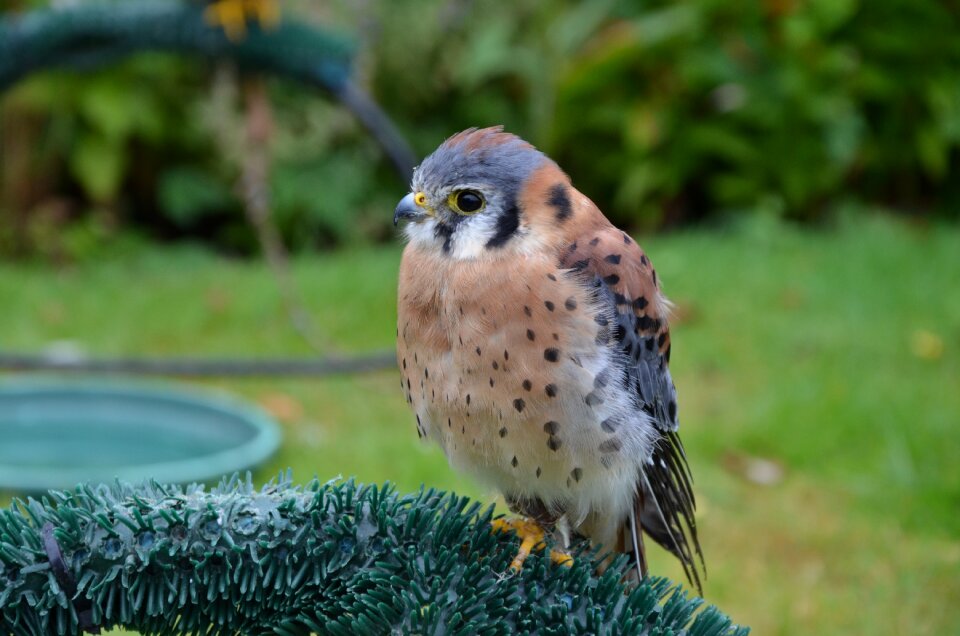 European bird bird of prey
