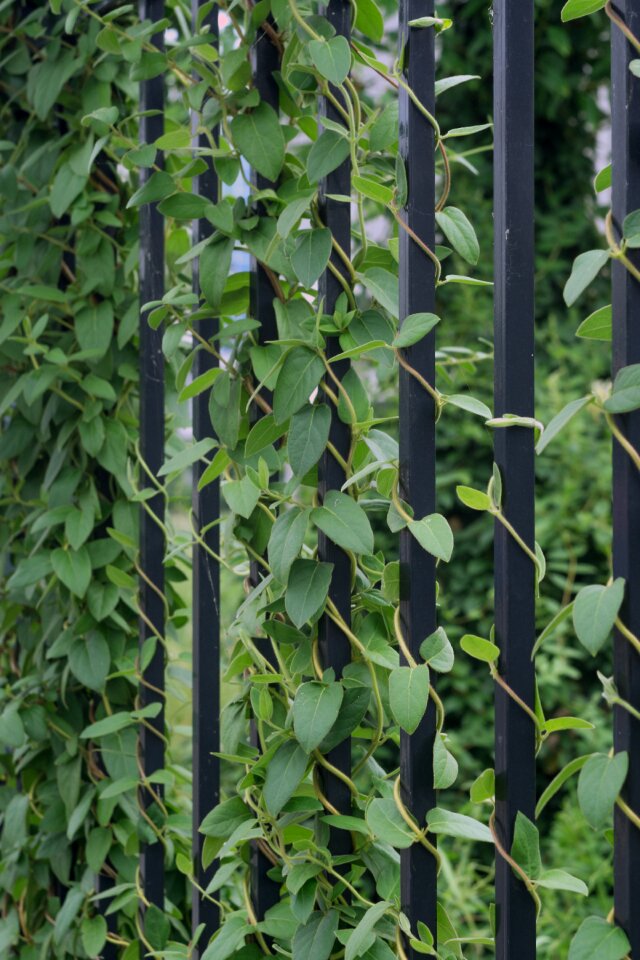 Natural landscape fences plant
