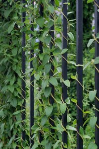 Natural landscape fences plant