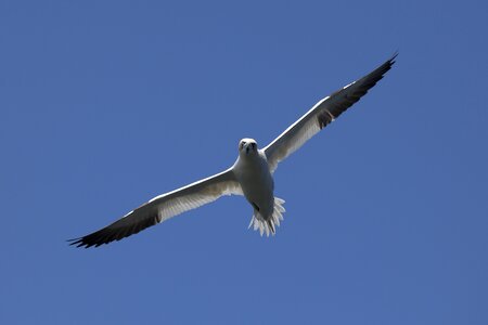 Bird gannet nature