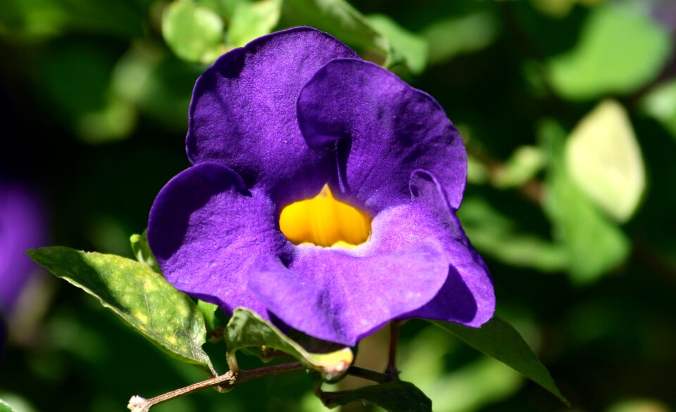 Nature floral natural
