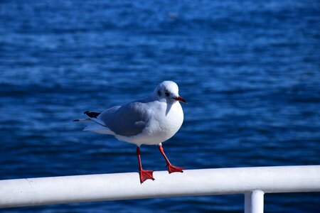 Sea japan seagull