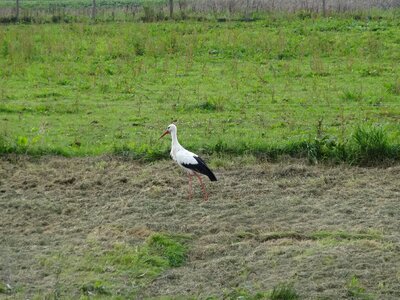 Polder nature overijssel