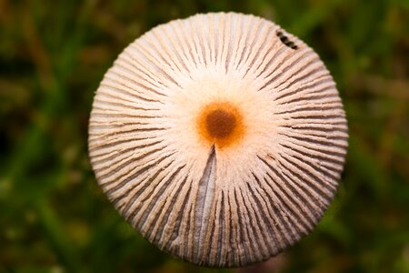 Grass screen fungus macro photo