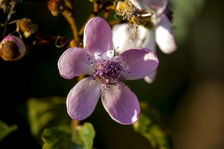 Garden nature silvestre