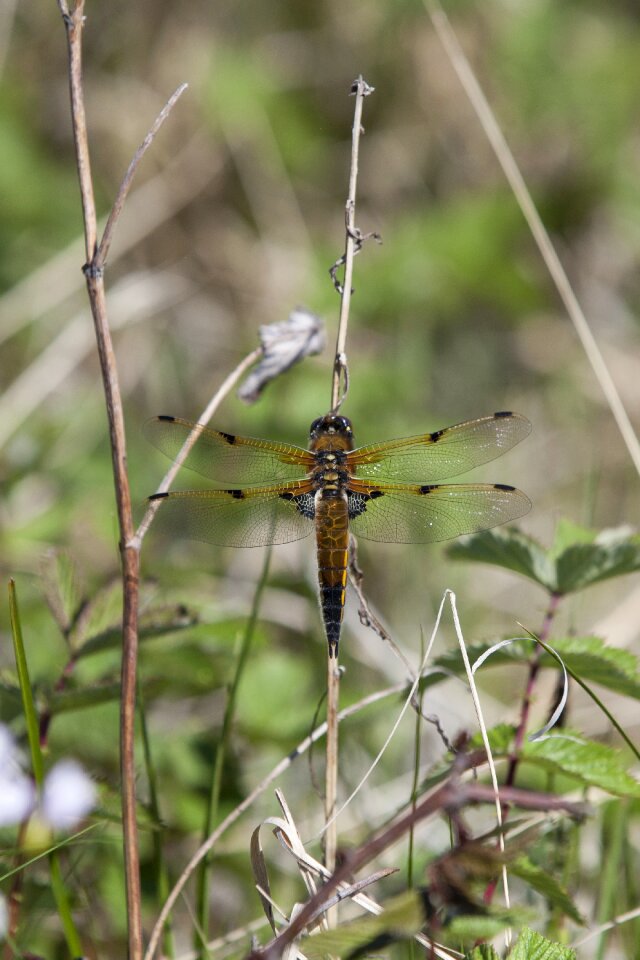 Dragonfly insect wings