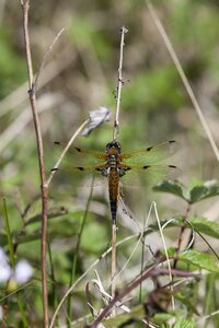 Dragonfly insect wings