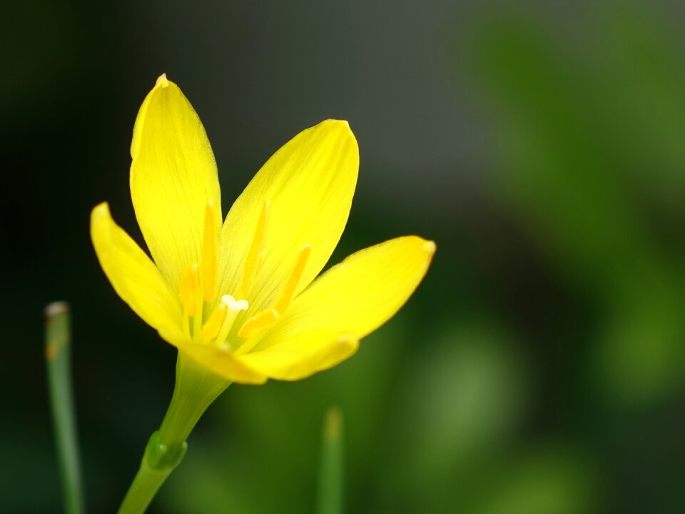 Flower onions other small yellow flowers