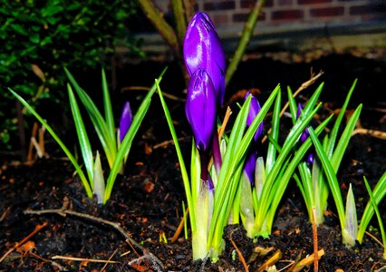 Bloom purple nature