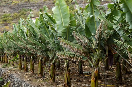 Banana banana plant green