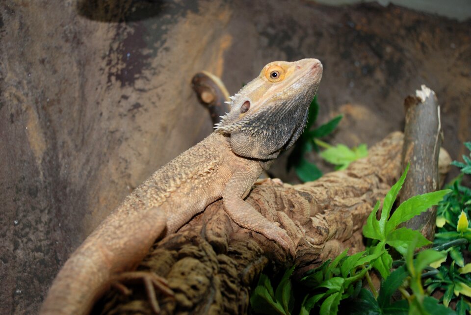 Nature creature terrarium