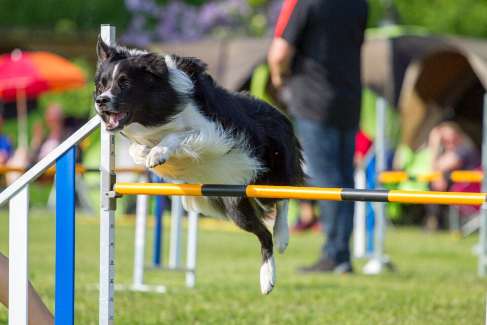 Dogs agility border colly