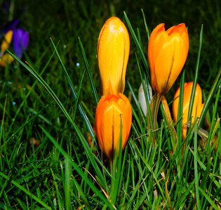 February garden ornament