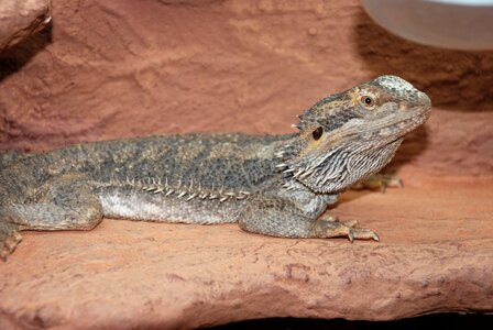 Nature creature terrarium photo