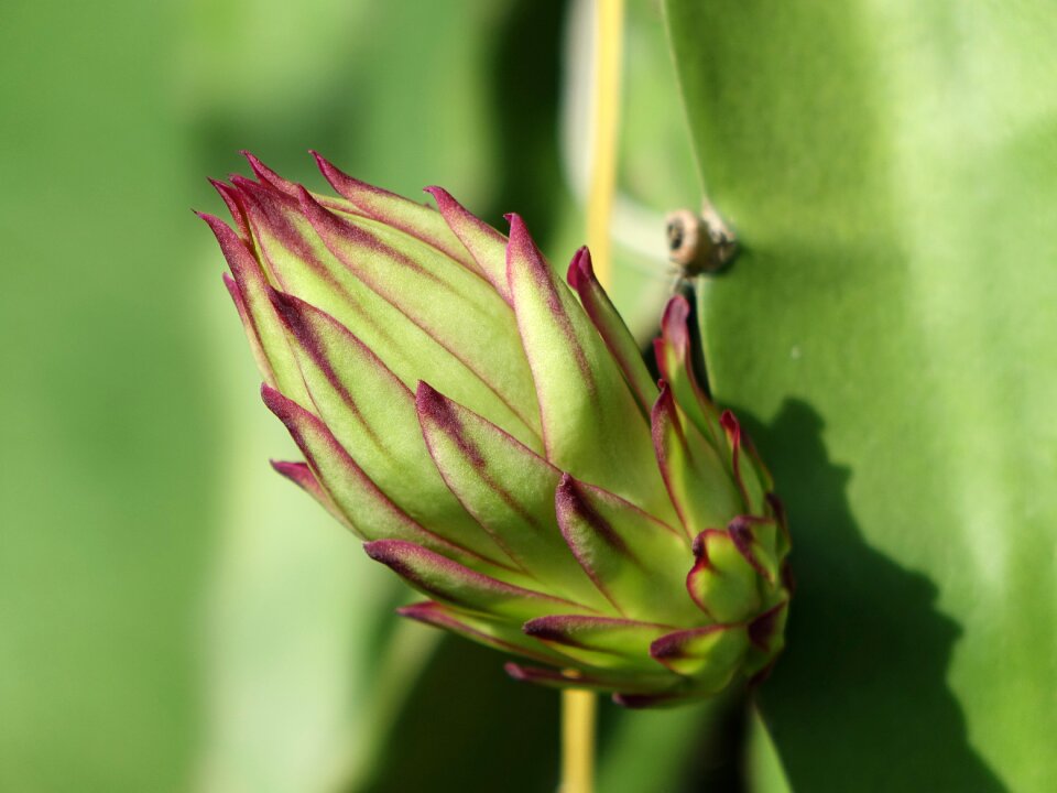 Bud variety cactus species