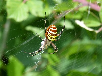 Wasp spider argiope bruennichi web photo