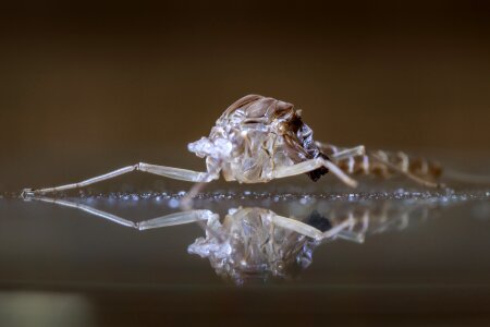 Macro bug cocoon