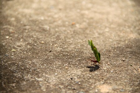 Leaf strength effort