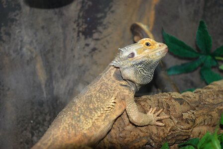 Nature creature terrarium photo