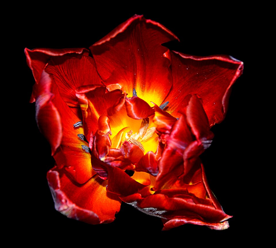 Spring flower black background