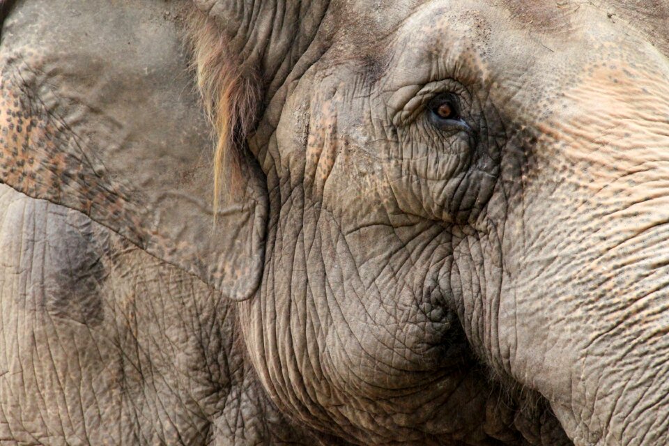 Africa animals animal