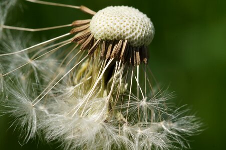 Nature seeds flowers
