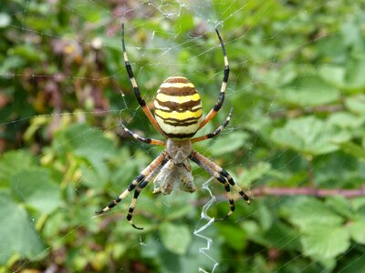 Web spider devouring a bee predator photo