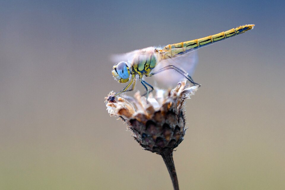 Nature insect animals