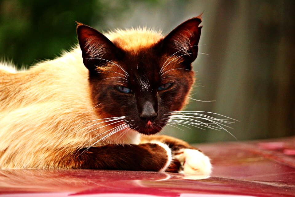 Siamese cat siam siamese