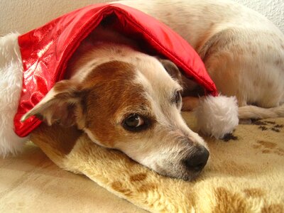 Red hat small dog jack russel terrier