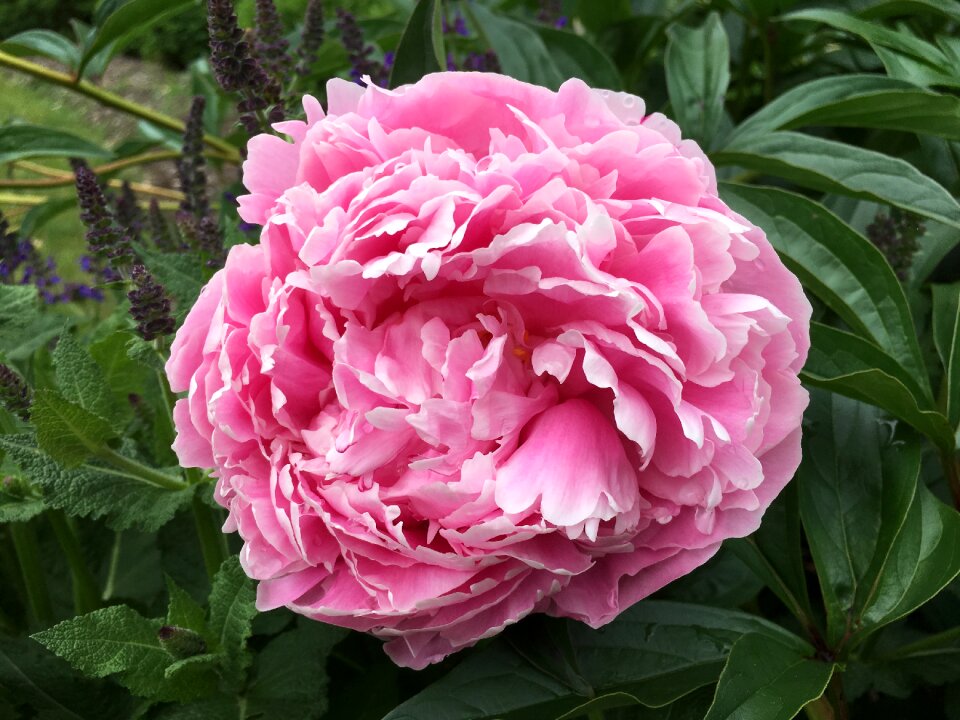 Floral pink spring